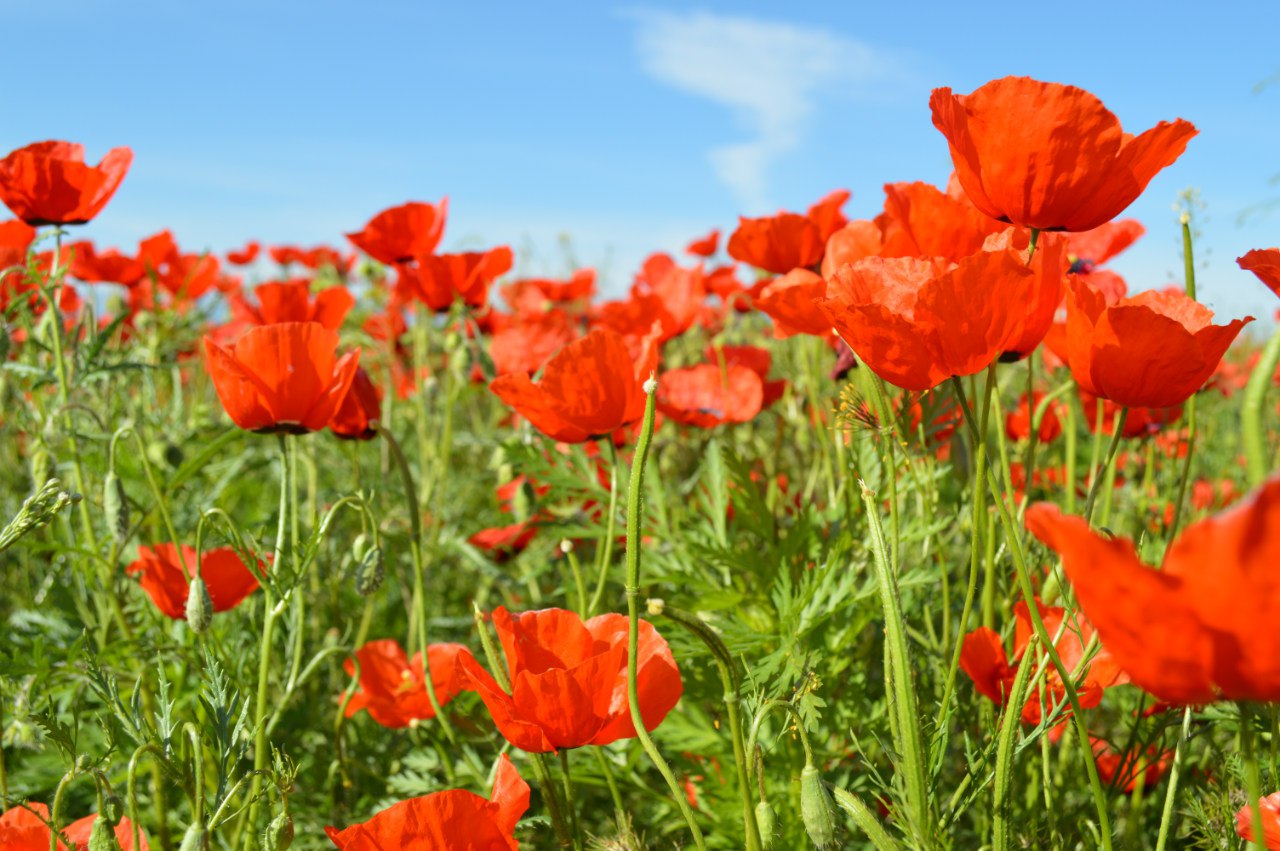 Маковые долины Казахстана.