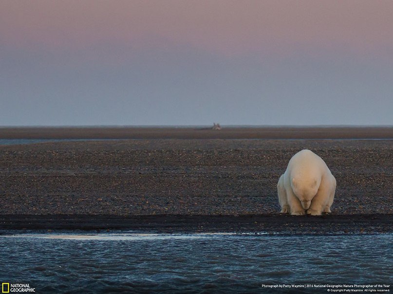 Победители важнейшего фото-конкурса National Geographic 2016