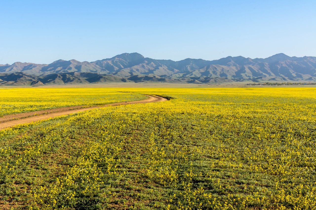 Степь весной