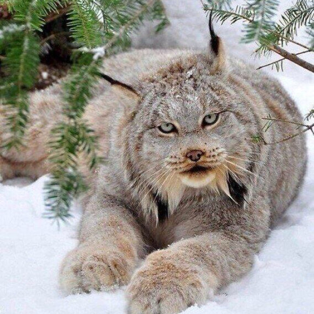 Канадская рысь. 