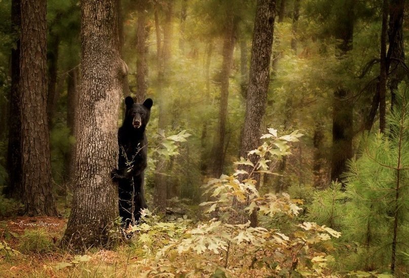Волшебные хранители леса. - 7