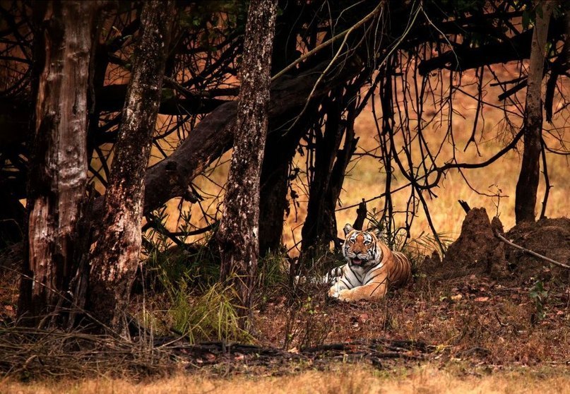 Волшебные хранители леса. - 9