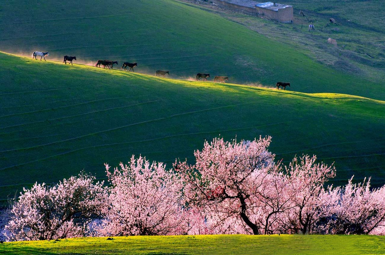 Абрикосовая долина Йили, Китай. - 6