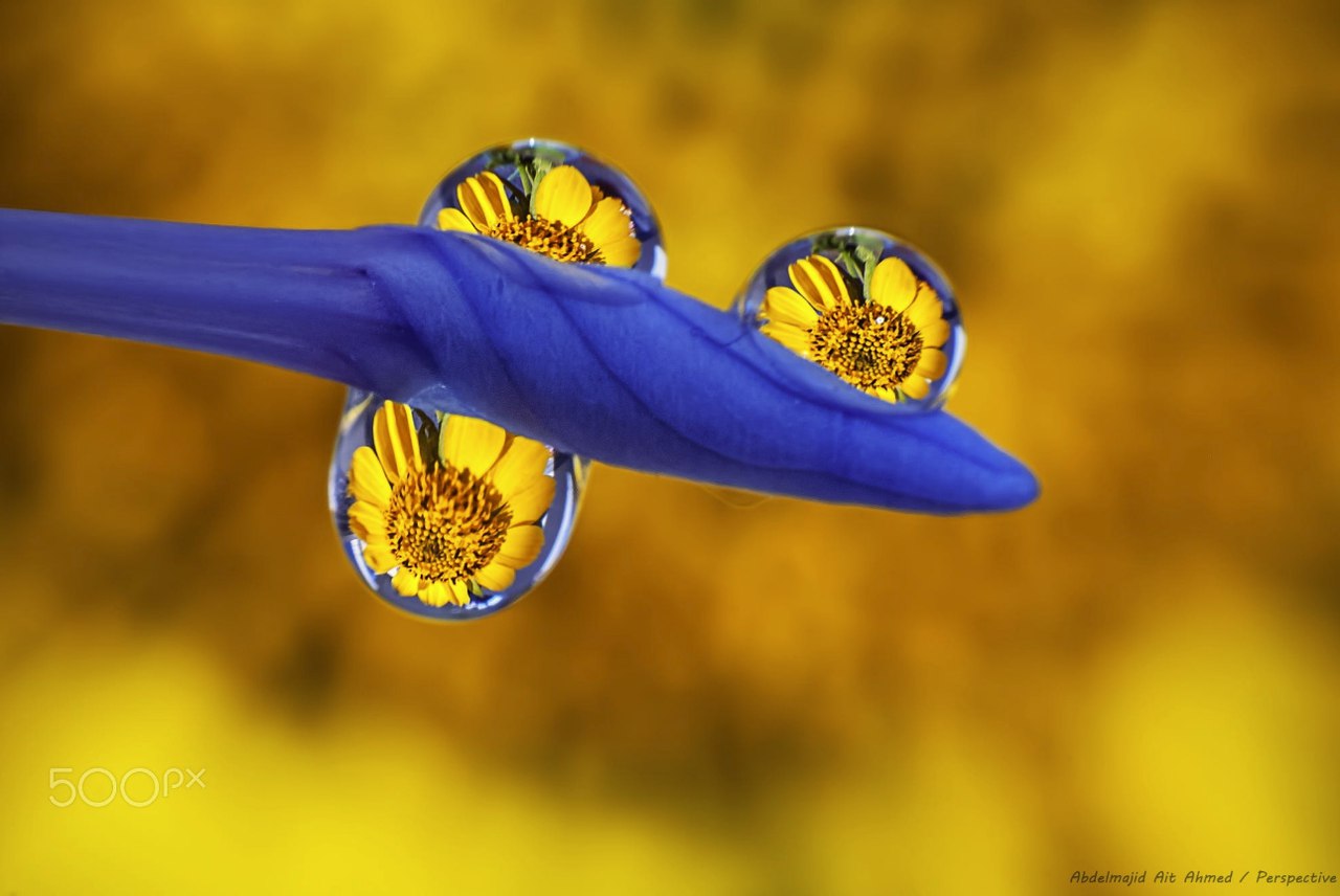 Цветок сквозь капельки росы 