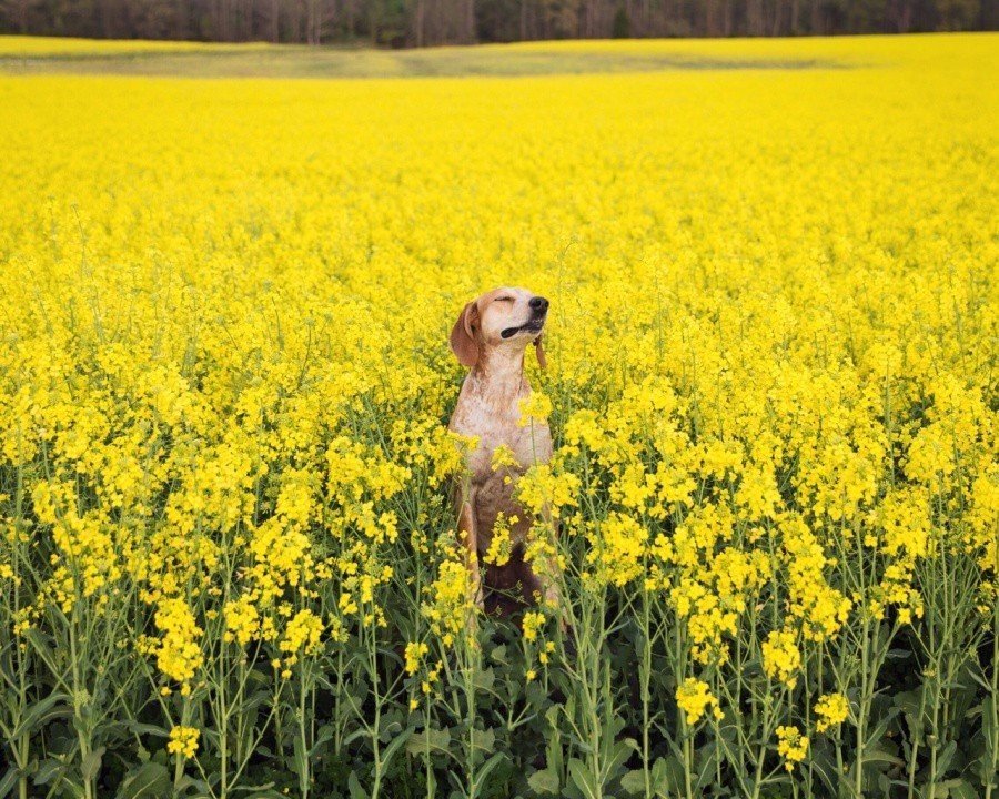 Фотограф взял собаку из приюта и прокатил по всей Америке. - 6