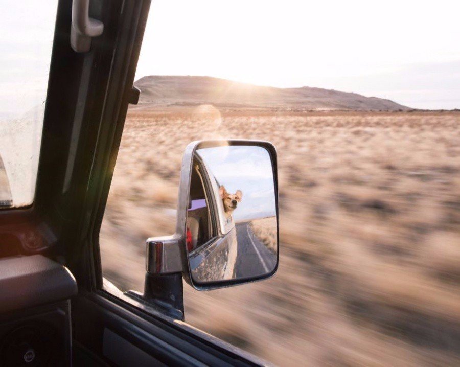 Фотограф взял собаку из приюта и прокатил по всей Америке. - 8