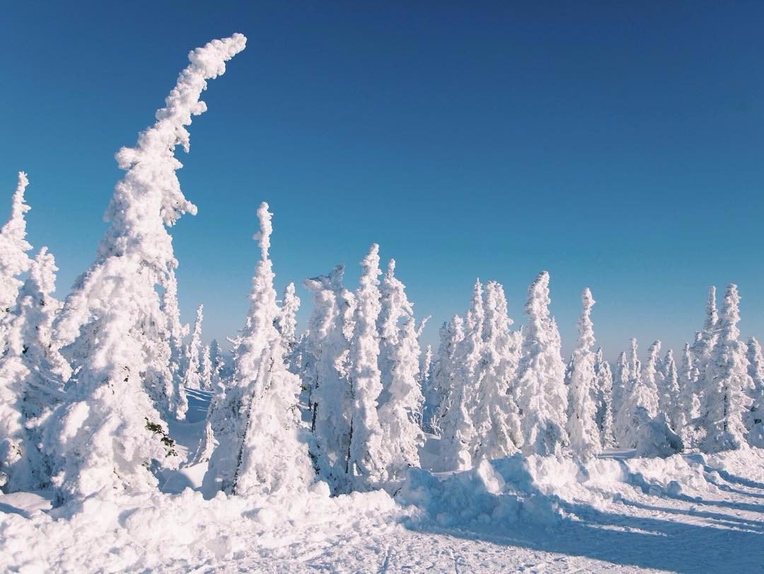 Ёлки в Шерегеше