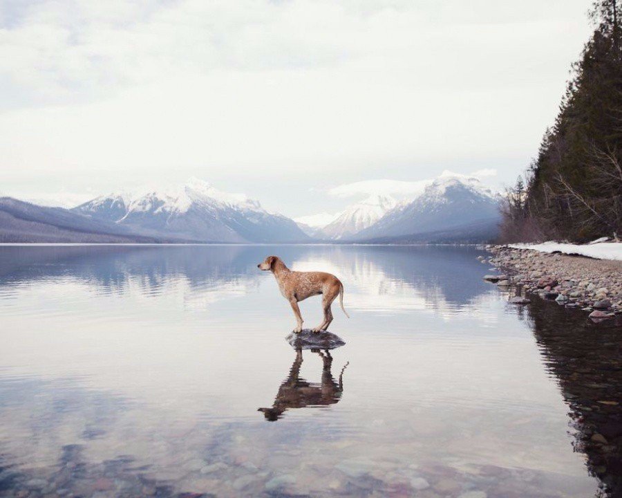 Фотограф взял собаку из приюта и прокатил по всей Америке. - 7