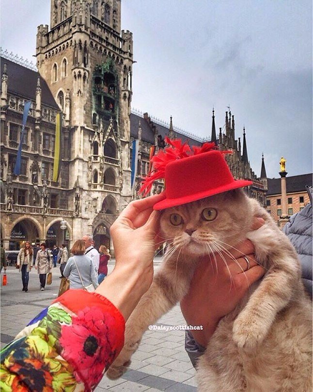 Дейси - кот, который путешествует больше тебя