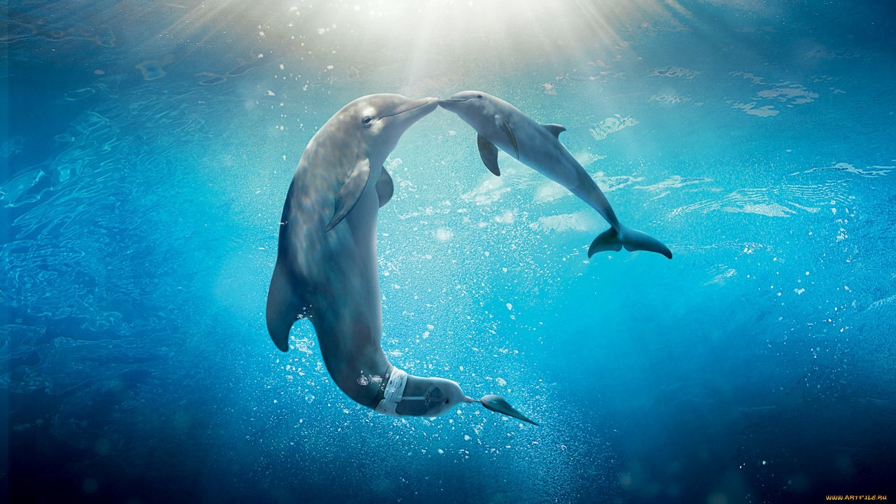 Звуки, издаваемые дельфинами, обладают целебным эффектом. <br>Можете добавить себе на стену и прослушивать время от времени. Результат не заставит себя ждать.