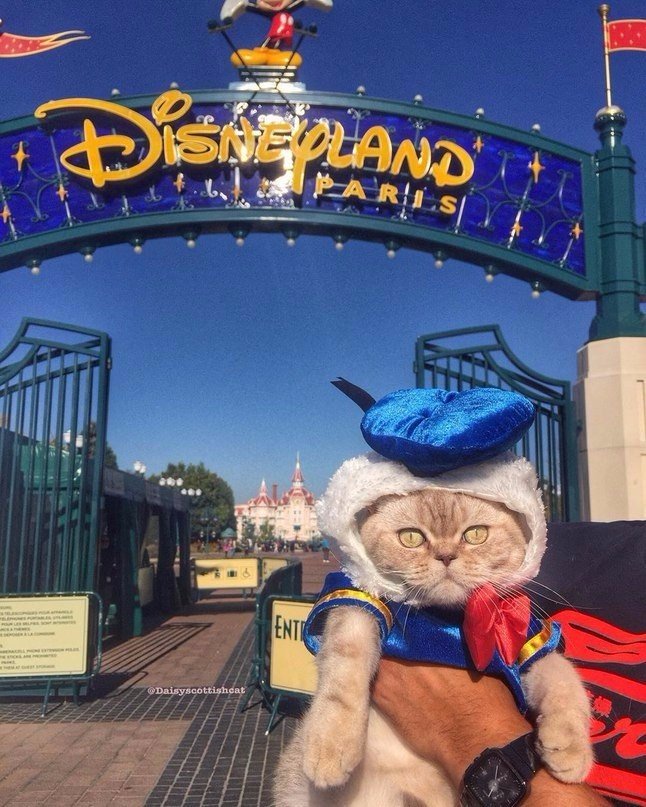 Дейси - кот, который путешествует больше тебя - 2