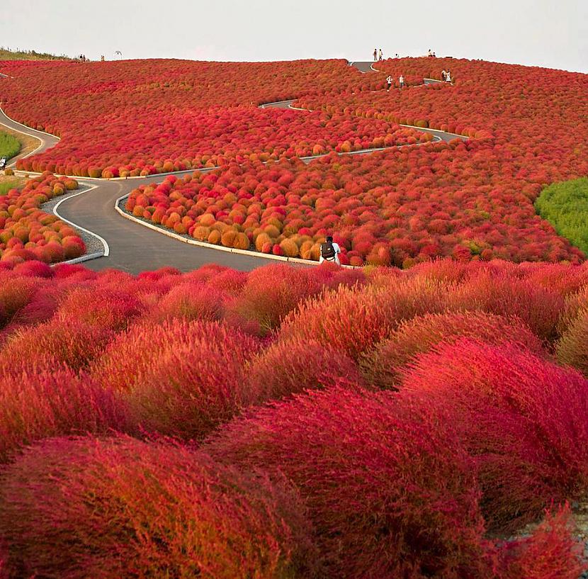 Поля бассии, Япония