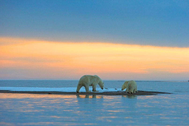 Полярные мишки и закат. Как же красиво! - 5