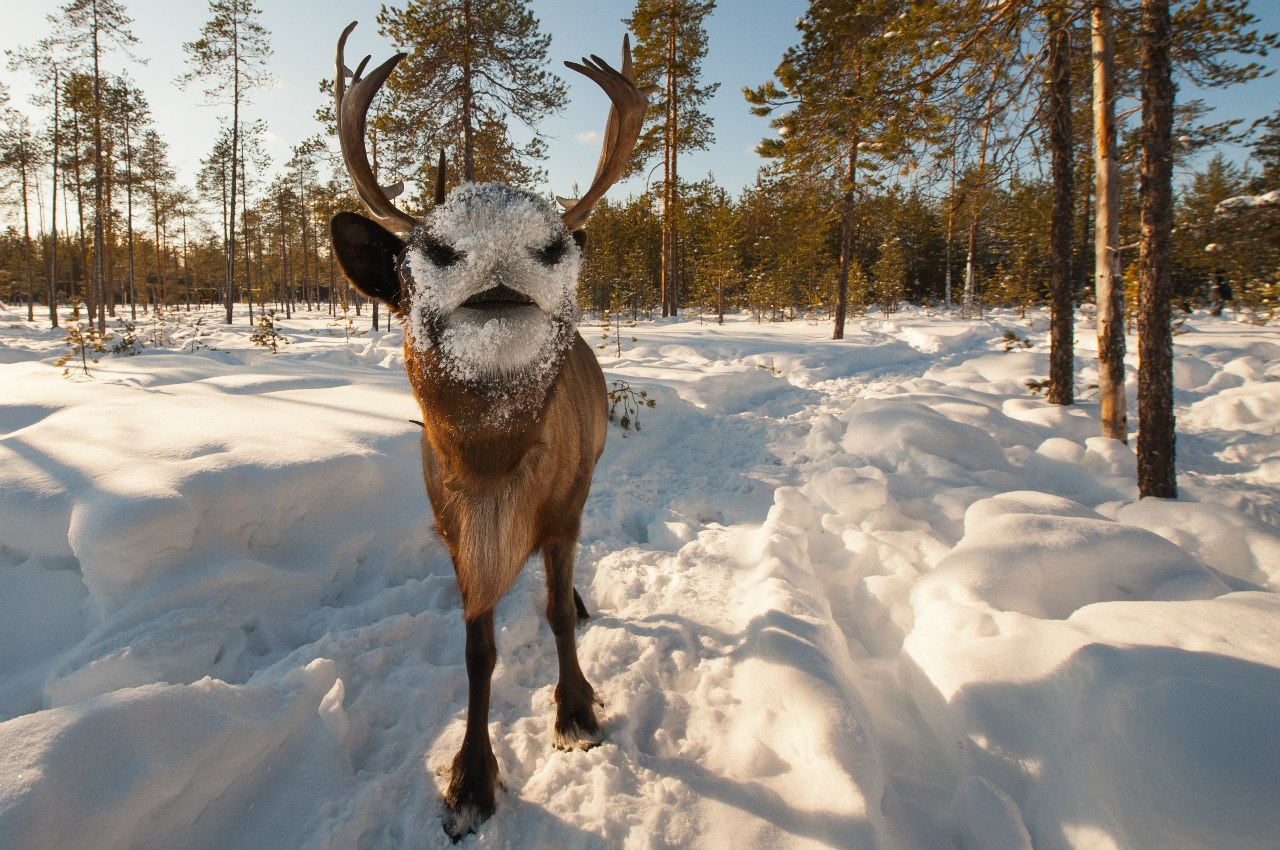 На северных тропах.<br>Снимок сделан в Архангельской области.