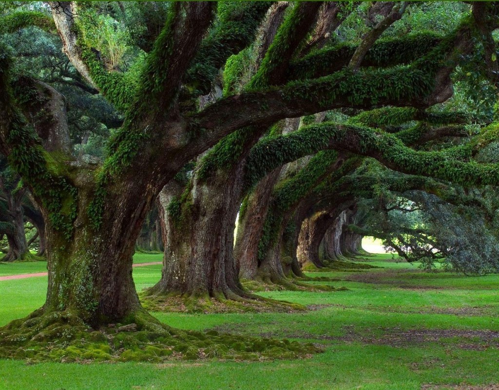 Сказочные пейзажи Луизианы, США  - 6