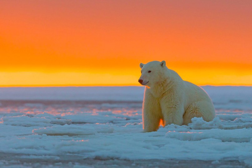 Полярные мишки и закат. Как же красиво! - 9