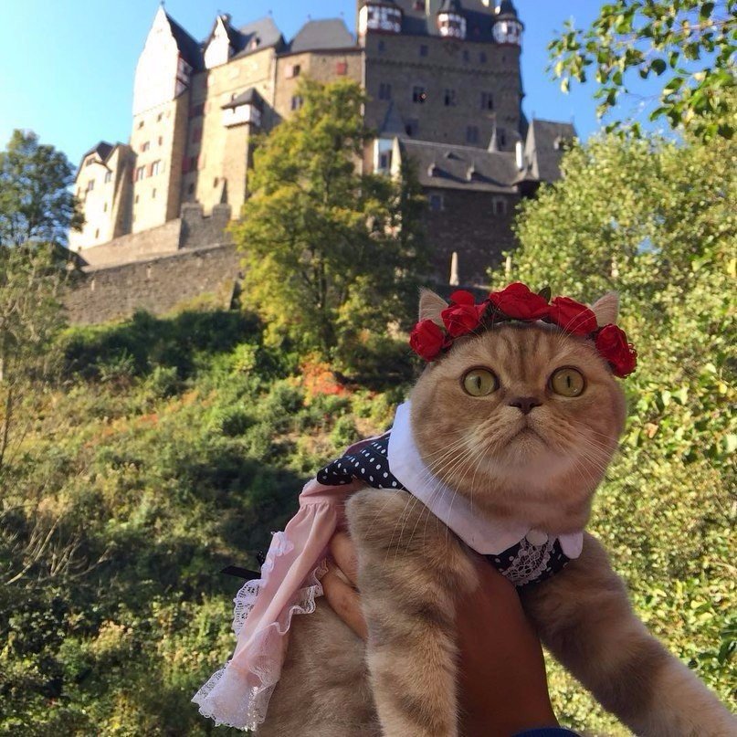 Дейси - кот, который путешествует больше тебя - 1