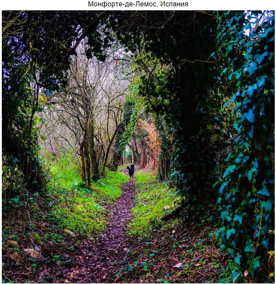 10 мистических лесов, в которых хочется заблудиться - 9