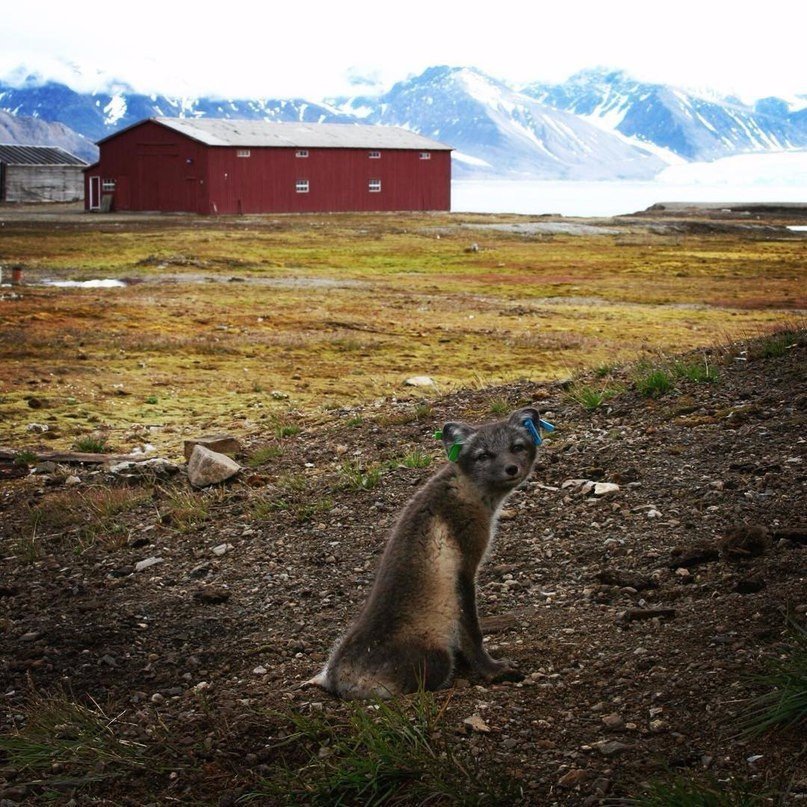Niu-Ålesund - the most northern town of the planet - 5