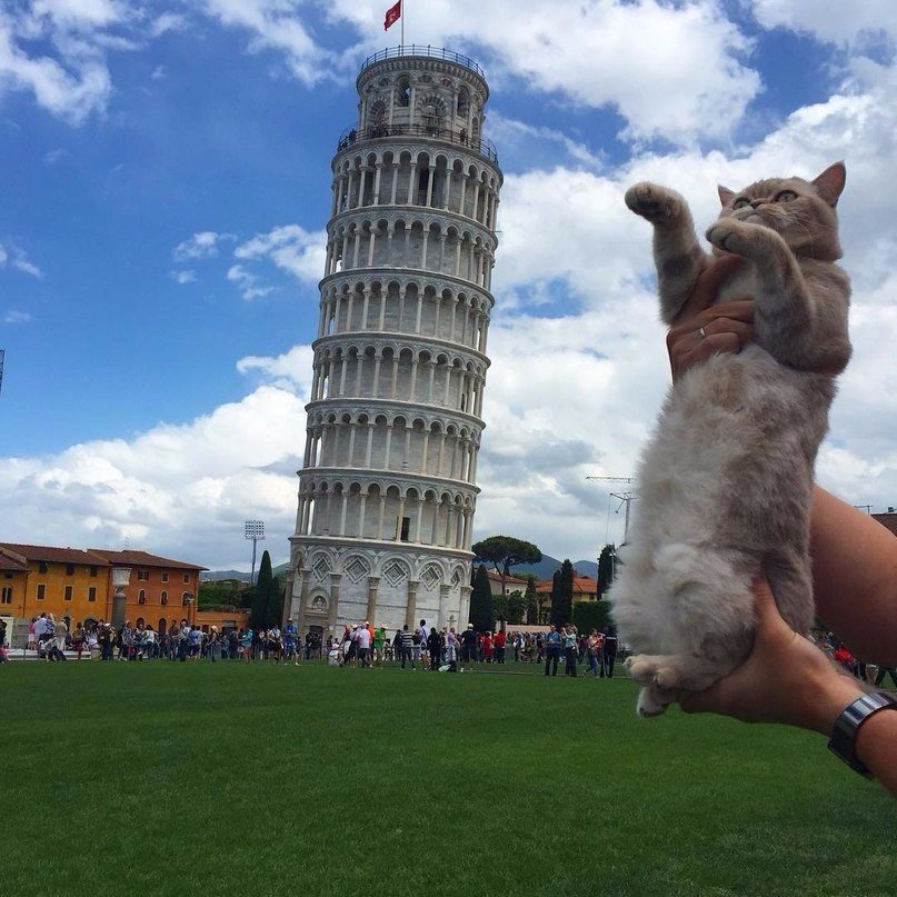 Дейси - кот, который путешествует больше тебя - 4