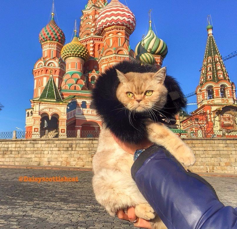 Дейси - кот, который путешествует больше тебя - 8