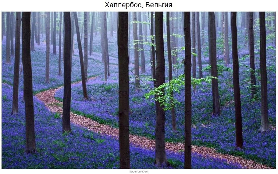 10 мистических лесов, в которых хочется заблудиться - 7