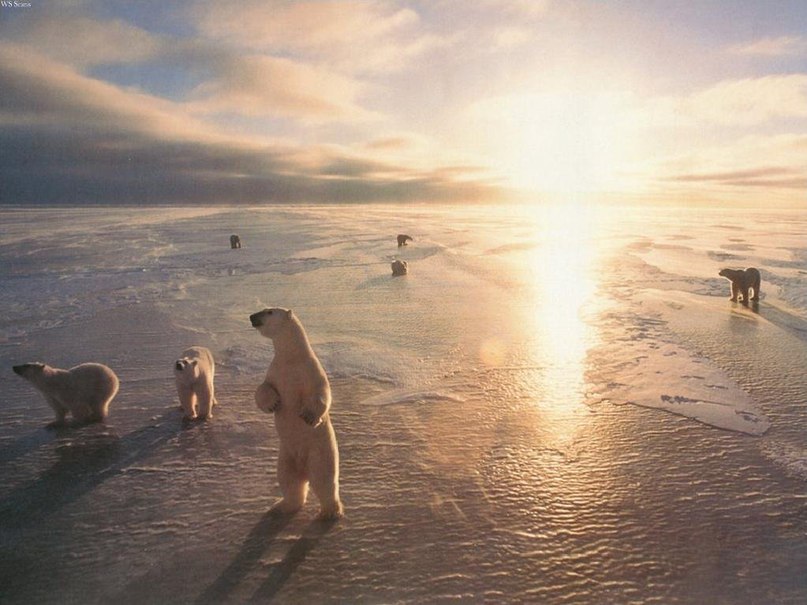 Полярные мишки и закат. Как же красиво! - 8