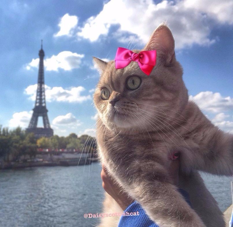 Дейси - кот, который путешествует больше тебя - 5