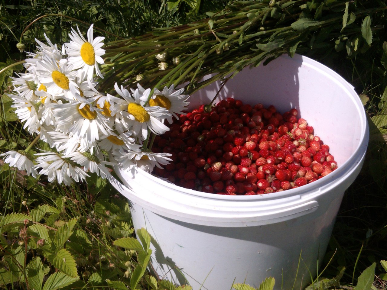 Целое ведро счастья!