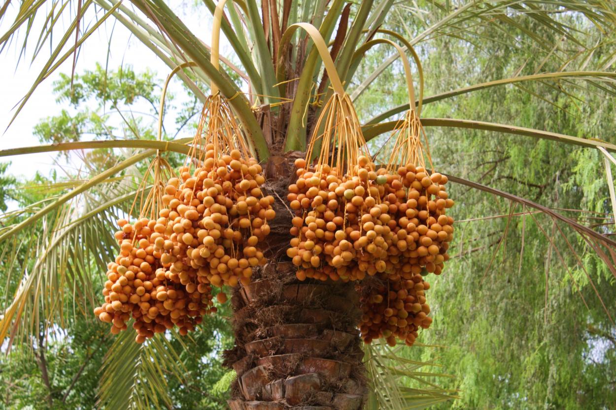 Так растут финики. 