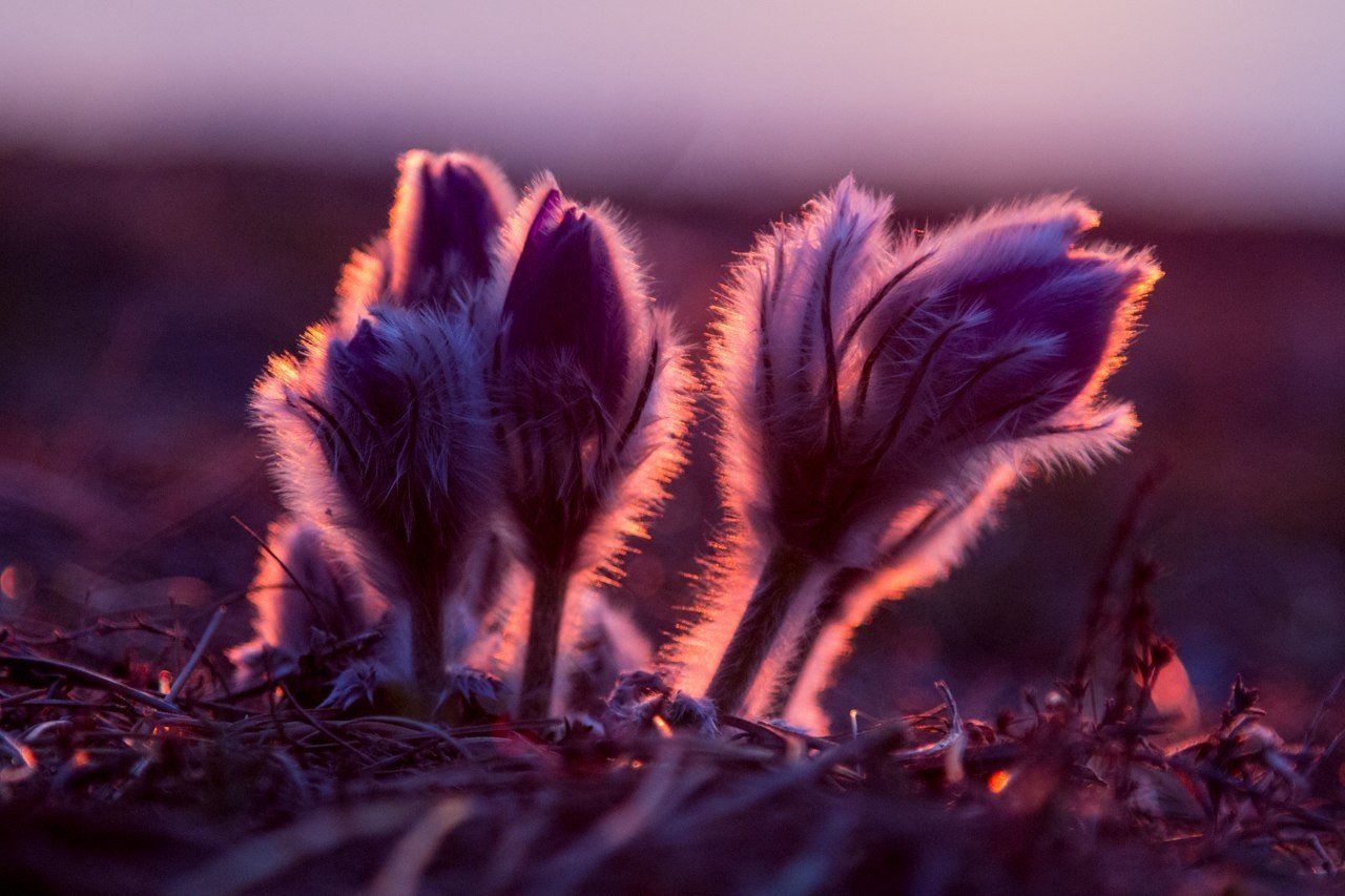 Прострел, или Сон-трава