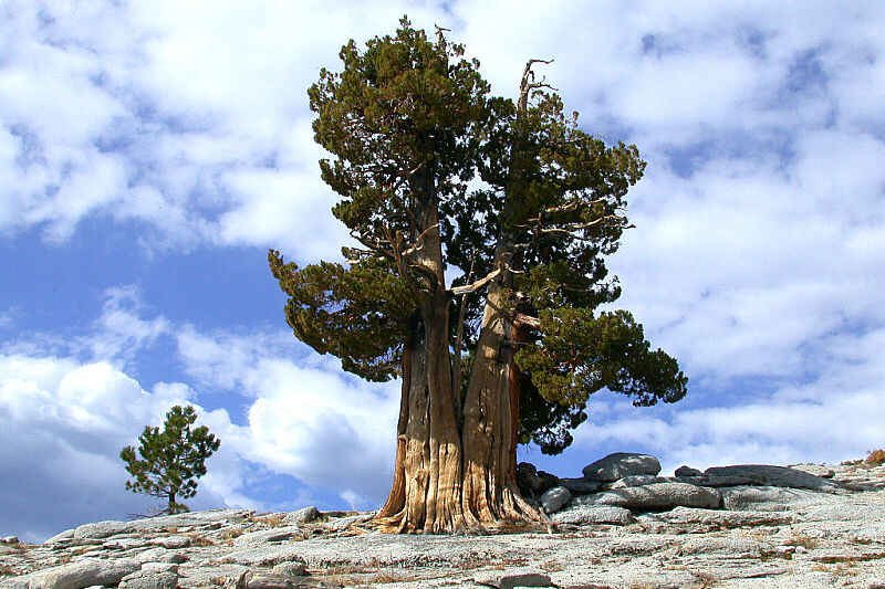 Сосна Мафусаил — самый старый живой организм на планете. Этой сосне 4849 лет. Она выросла из семени, которое упало на землю в 2832 году до нашей эры.