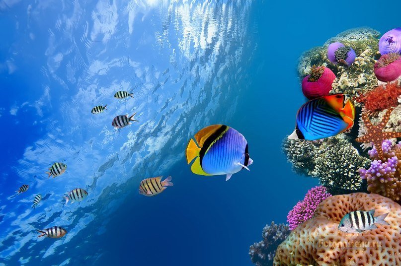 Красное море — самое молодое, самое соленое, самое красивое и самое богатое. - 8