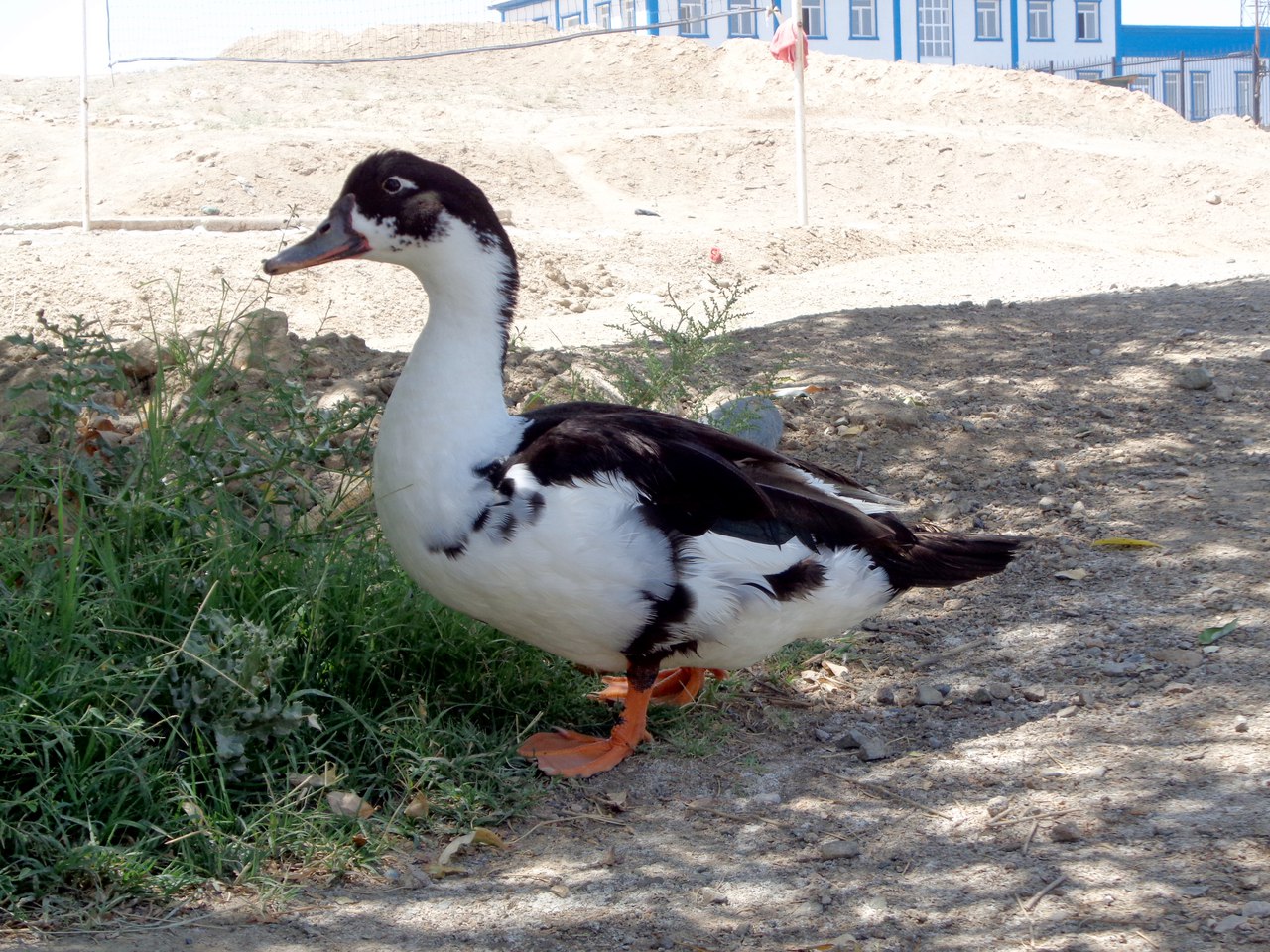 Гостеприимный Кыргызстан. <br> <br>На границе меня встретила большая утка! Очень уж он было она была красивая. Пока я был занят фотоохотой на крякующую, ко мне подошел пограничник и попросил мои документы. Он позвал к себе человека в форме и отдал ему мой