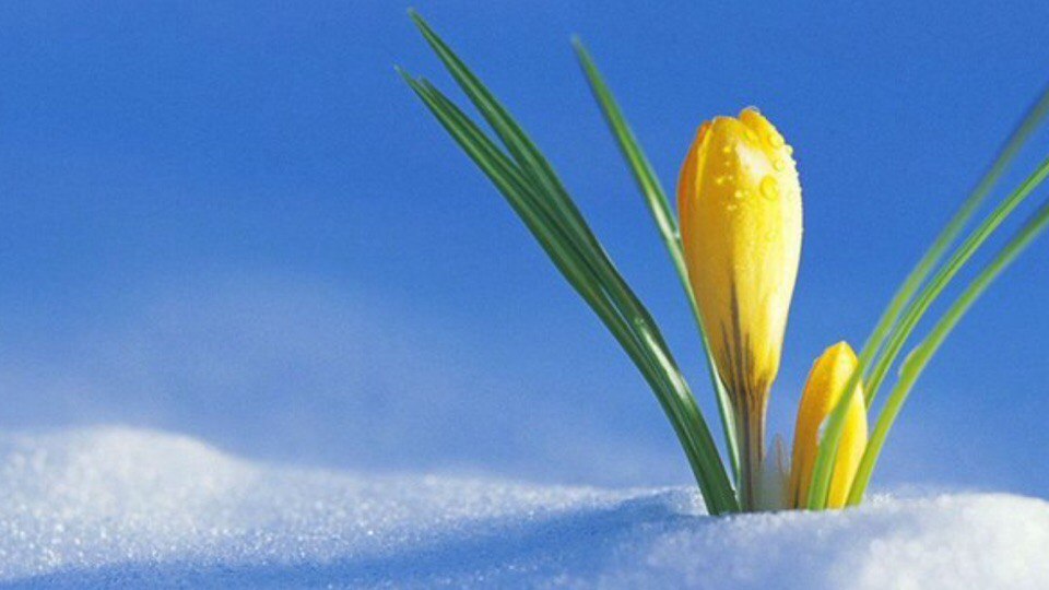 Где-то под снегом уже тихонько дышит весна