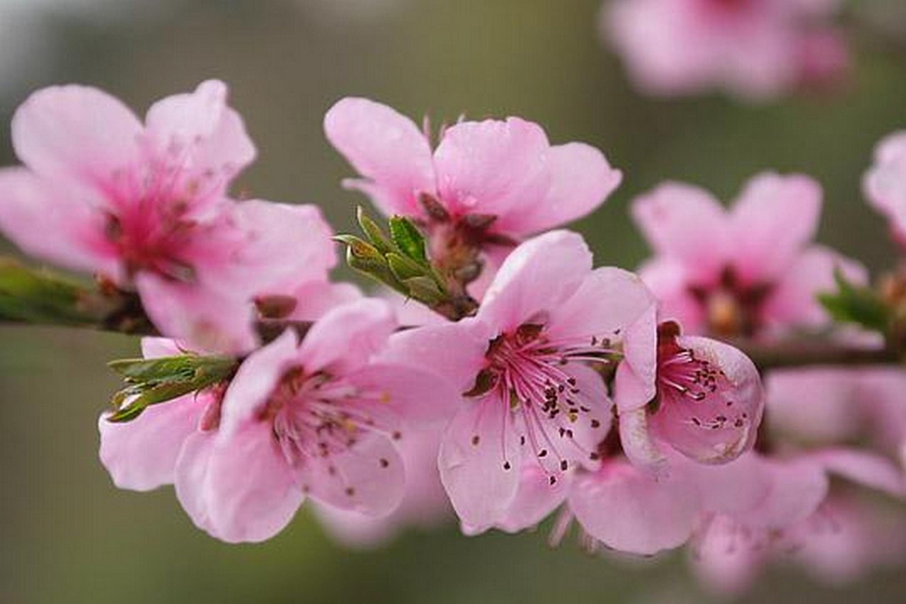 Пост для тех, кто ждет весны... - 7