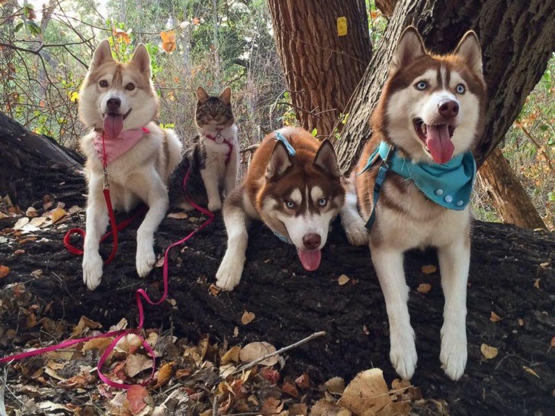 Кошка, которую спасли и вырастили хаски, теперь считает себя большой и отважной собакой. - 6