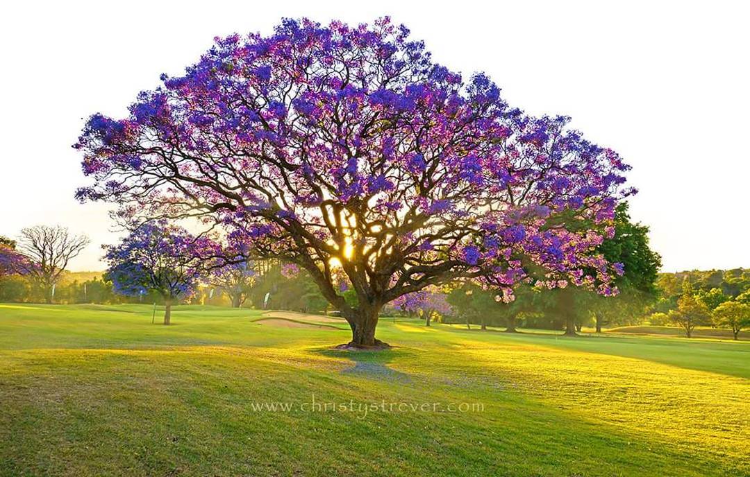 Жакаранда в цвету. Южная Африка
