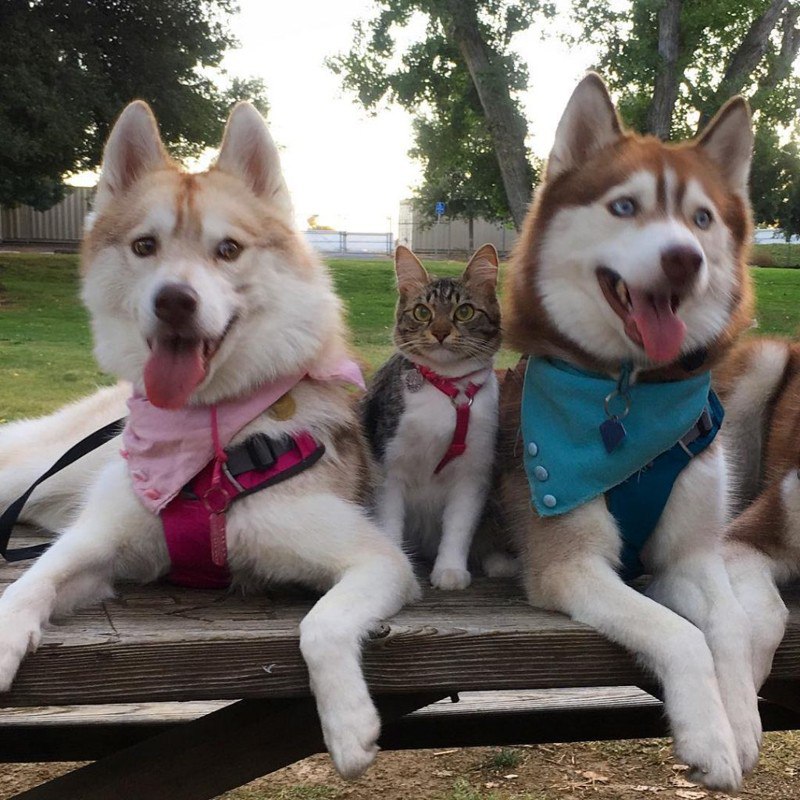 Кошка, которую спасли и вырастили хаски, теперь считает себя большой и отважной собакой. - 5