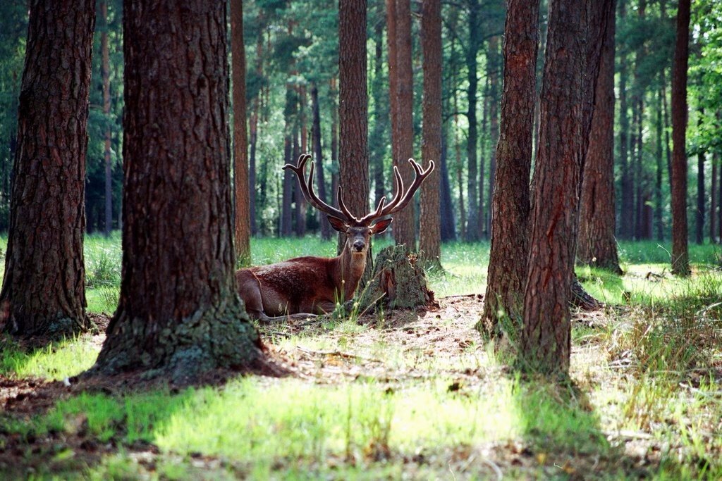 Беловежская пуща, Беларусь