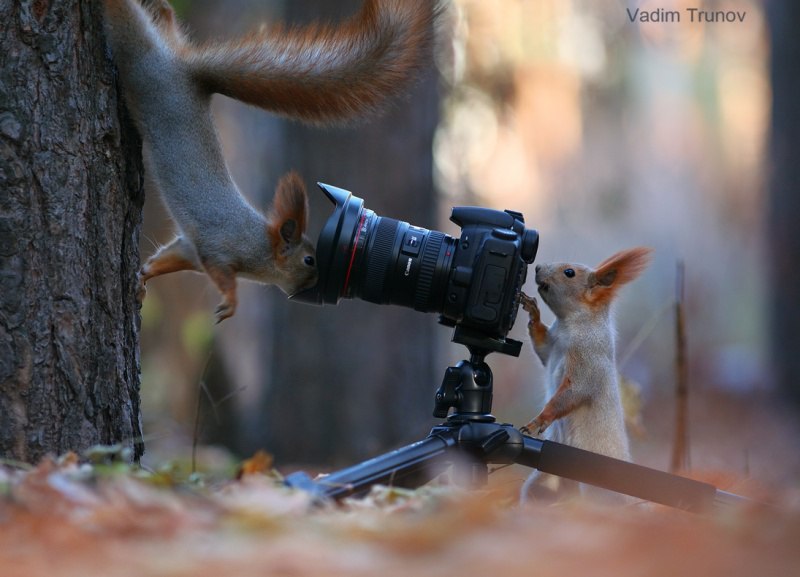 Российский фотограф делает лучшие в мире фото белок. - 3