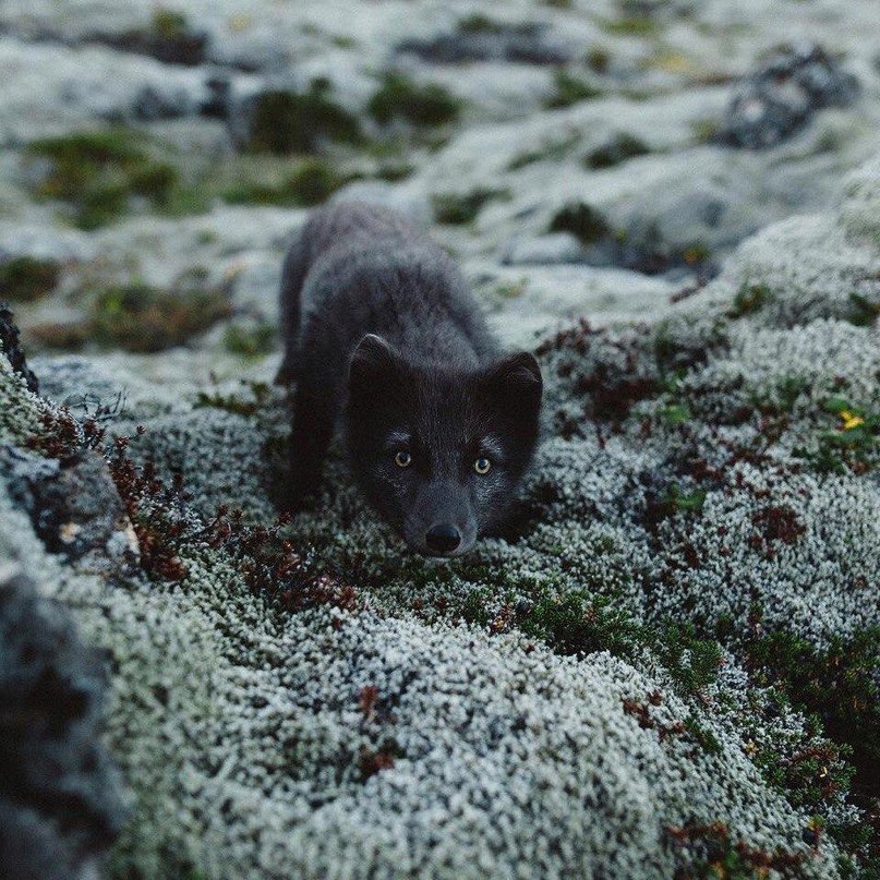 Лисёнок чернобурки