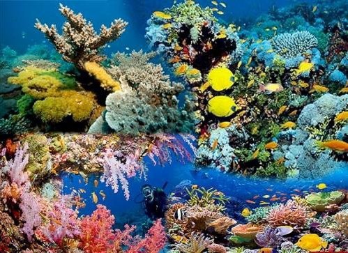 Красное море — самое молодое, самое соленое, самое красивое и самое богатое. - 7