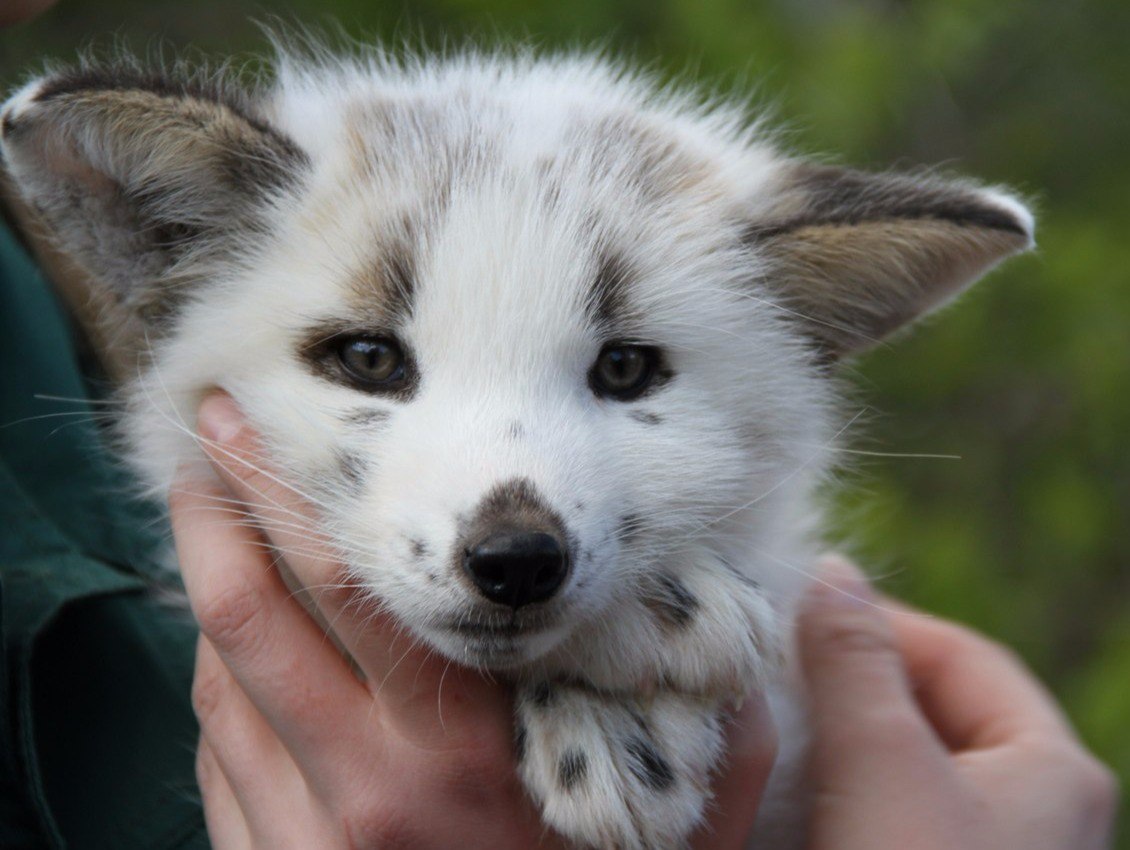 Мраморная лиса.