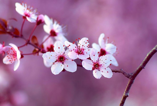 Пост для тех, кто ждет весны... - 8