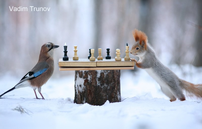 Российский фотограф делает лучшие в мире фото белок. - 9