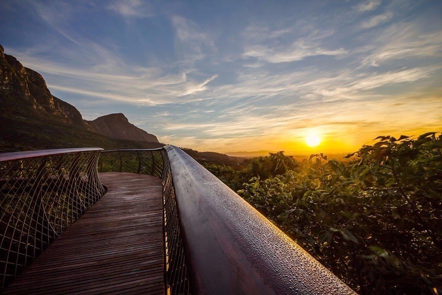 Дорога над верхушками деревьев: новый деревянный настил в ботаническом саду в Кейптауне, ЮАР - 7