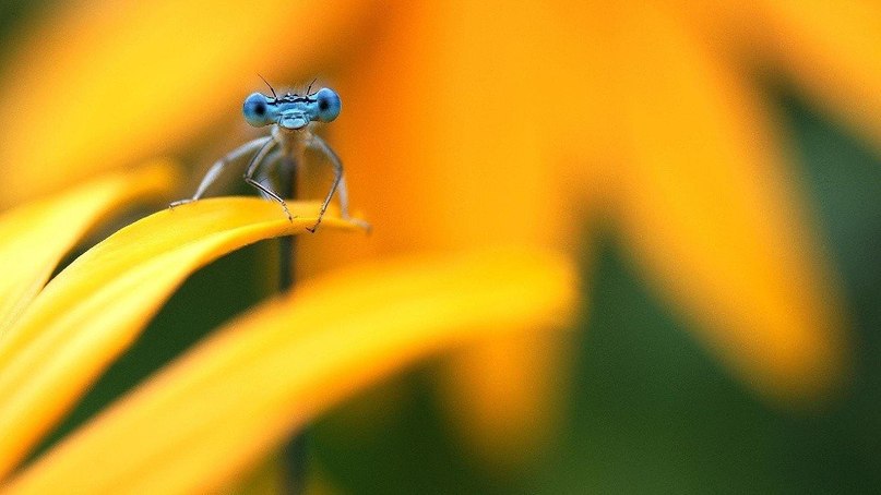 Любопытные стрекозы в неожиданно милой фотосессии Типли Ремуса - 7