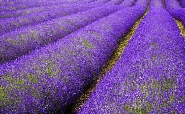 Лавандовые фермы Tomita и Furano (Япония)