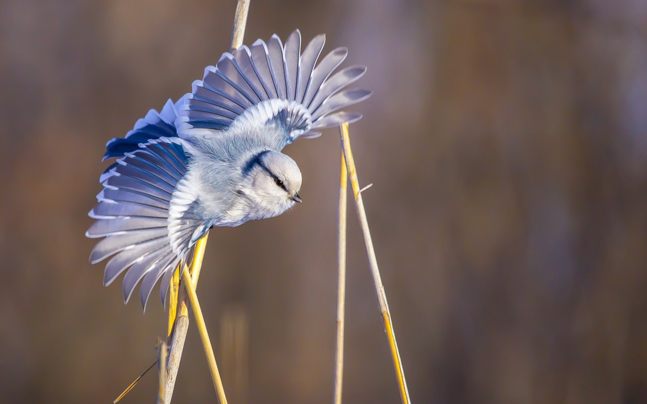 Белая лазоревка, или Князек.